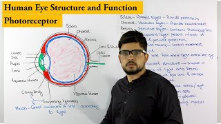 Structure of Human Eye  Photoreceptor  Biology lecture [upl. by Anitsihc]