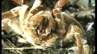 TARANTULAS  Discovery Channel Video [upl. by Oicnerual743]