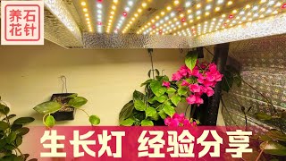 植物生长灯的使用心得，和一些购买建议  看看植物的生长效果  LED Grow Lights [upl. by Derk]