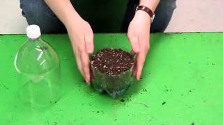 How to Build a Pop Bottle Terrarium [upl. by Runstadler]