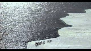 Ross Sea wildlife  explore the Last Ocean with the locals [upl. by Aneral]