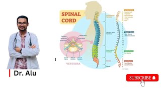 Spinal Cord  Ascending amp Descending Tracts  Spinal Cord Hemisection  Neurology [upl. by Itak]