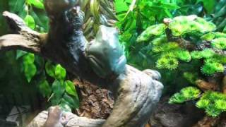 Whites Tree Frog Mayhem [upl. by Duff]