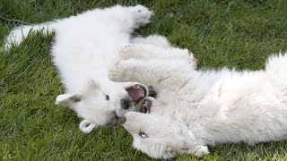 Swimming with a Great Pyrenees Dog Tips amp Tricks [upl. by Keegan431]