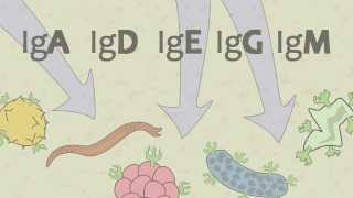 Video 15 Ig Antibodies and Immunoglobulin Function [upl. by Christal]