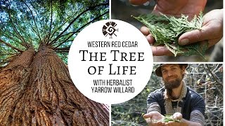 Cedar quotThe Tree of Lifequot Yarrow Willard ClH  Harmonic Arts [upl. by Branen425]