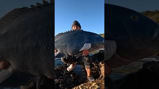 Insane fighting blue groper fish fishing bluegroper rockfishing [upl. by Cutlor]