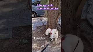 greenscreen humor perro duo dog dúo cooper perritosers pets doglover foryou fyp foryou [upl. by Ecyt]