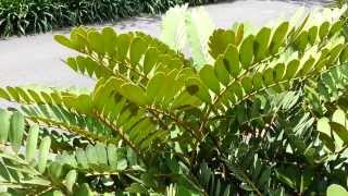 Zamia furfuracea  Cardboard Palm  Jamaican Sago  Mexican Cycad HD 01 [upl. by Agn]