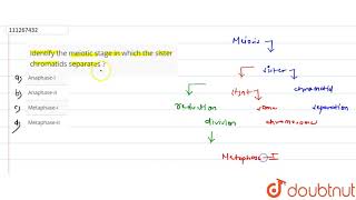 Identify the meiotic stage in which the sister chromatids separates [upl. by Rochette]