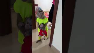 Smartest Monkey Jacky Pick Up Baby Max [upl. by Ericka]