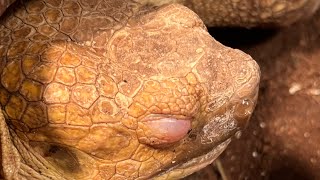 Sulcata tortoise with upper respiratory infection [upl. by Olivier]