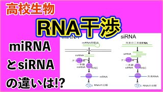 高校生物「RNA干渉（RNAi」 [upl. by Downey]