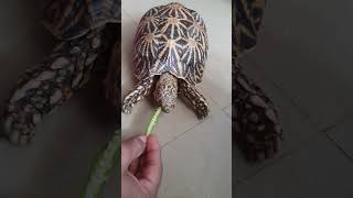 Tortoeating indian okara [upl. by Telford]