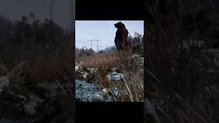 Bears are Terrifying on DayZ dayz dayzstandalone dayzgameplay gaming gameplay [upl. by Adnolahs137]