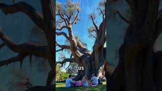 Discovering Methuselah The World’s Oldest Living Tree [upl. by Eniamrehc984]