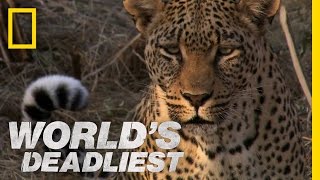 Leopards Revenge  Worlds Deadliest [upl. by Gaddi368]