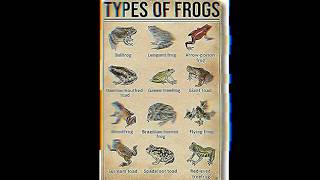 TYPE OF FROG PART 3  SPADEFOOT FROG 🐸 [upl. by Annaid]