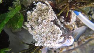 Australian barnacles  Elminius modestus [upl. by Acenes]