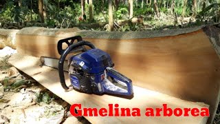 Belah kayu gmelina arborea pakai Chainsaw Maestro CS6500G [upl. by Hogen]