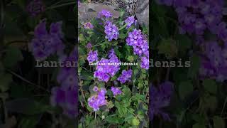 Lantana montevidensis  Purple Trailing Lantana lantana flowers [upl. by Airekat]