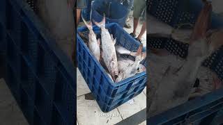 Best quality giant salt water catfish at fish market  supply chain catfish fisherman fishmarket [upl. by Delorenzo]