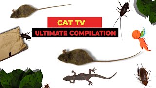 CATS TV  ULTIMATE Games Compilation for CATS amp DOGS Realistic Cat Games Mix  3 HOURS [upl. by Ettezel]