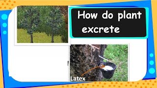 Science  How do plants excrete  English [upl. by Rip234]