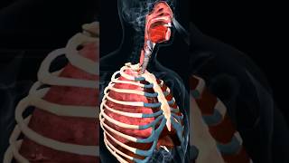 Respiratory system details in 3D viralshorts stories [upl. by Bud168]