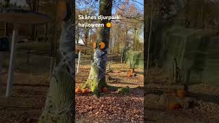 music Skånes djurpark halloween 🎃 [upl. by Lleirbag788]