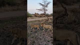 León y Leona Ritual Apareamiento  Lion amp Lioness Courtship Safari Africa [upl. by Fabrienne824]