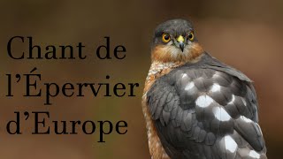 Chant de lépervier dEurope cri  Sparrowhawk song call [upl. by Nannaihr]