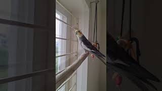 Cockatiel whistling  cockatiel kutus bird parrot cockatielsinging [upl. by Martinsen]