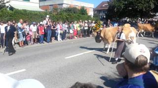 Umzug der geschmückten Kühen  ESAF Burgdorf [upl. by Cony]