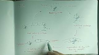 GPCR Adenylate Cyclase  cAMP Pathway [upl. by Kera]