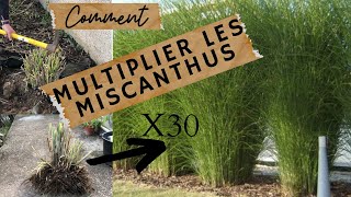 🌱Comment multiplier les graminées par division de touffes🌱TUTO [upl. by Aletha169]