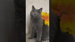 British Shorthair Cat named Pugovka [upl. by Joella]