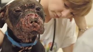 The Face of Dogfighting One Dogs Incredible Journey [upl. by Ayar]