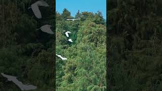 Egretta garzetta and Taxodium distichum  uav djimini3pro [upl. by Fineman772]