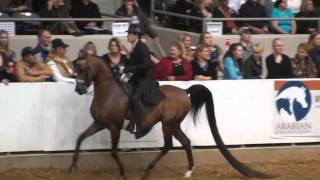 The WorkOff  Afires Heir and Vegaz in Open English Pleasure US Arabian Nationals 2010 Part 2 [upl. by Rovner]