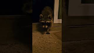 Wild Raccoon up in my face begging [upl. by Aihsilat287]