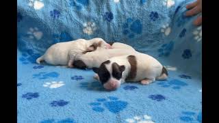 Coton de Tulear Puppies For Sale  Bailey 10924 [upl. by Saree]