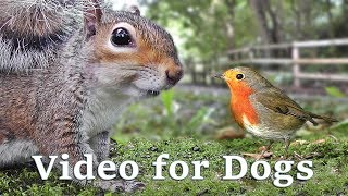 Videos for Dogs to Watch Extravaganza  Dog Watch TV  8 Hours of Birds and Squirrel Fun for Dogs ✅ [upl. by Arundel315]