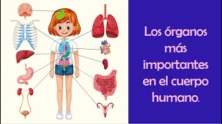 LOS ÓRGANOS MÁS IMPORTANTES DEL CUERPO HUMANO Aprendamos Juntos [upl. by Akemhs]