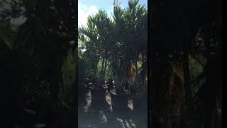 AdonidiaChristmas Palm Trees for Sale786 2552832 – We Deliver [upl. by Duffie260]