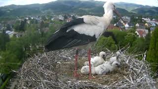 Storchennest Kirchzarten bei Freiburg im Breisgau 20190513 [upl. by Eveneg]