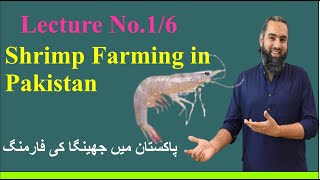 shrimp Farming in Pakistan [upl. by Harahs225]