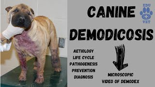 Canine DemodicosisVeterinary Parasitology [upl. by Thorny]