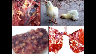 ASPERGILLOSIS IN POULTRY [upl. by Mimi]