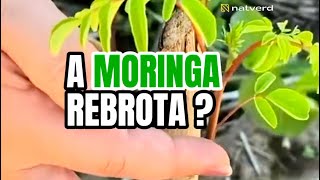 A rebrota da Moringa oleifera [upl. by Heng]